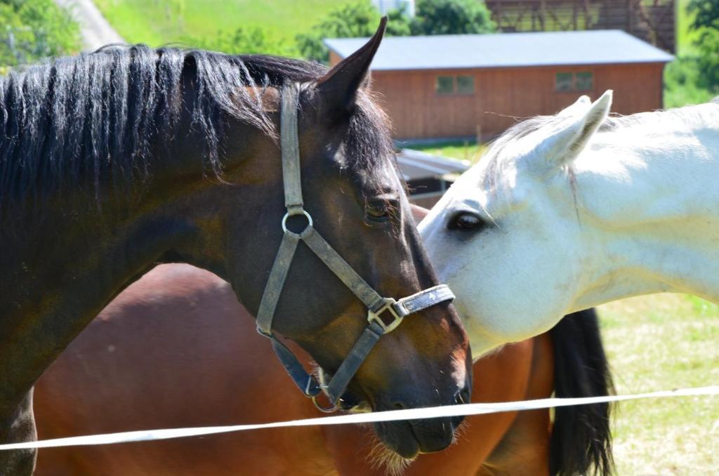 Hotel Horse Riding - Jezdecky Areal Tršice Exteriör bild