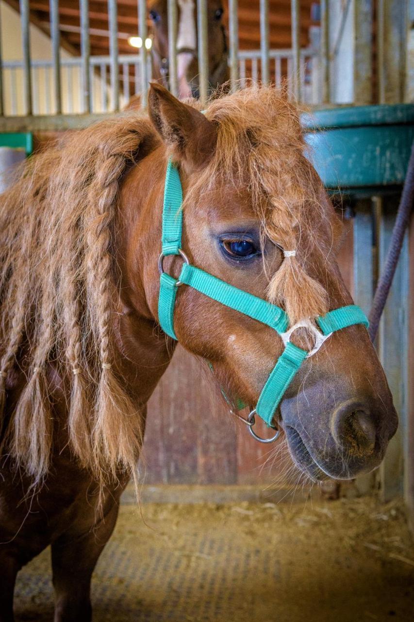 Hotel Horse Riding - Jezdecky Areal Tršice Exteriör bild